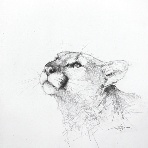 Cougar Study I